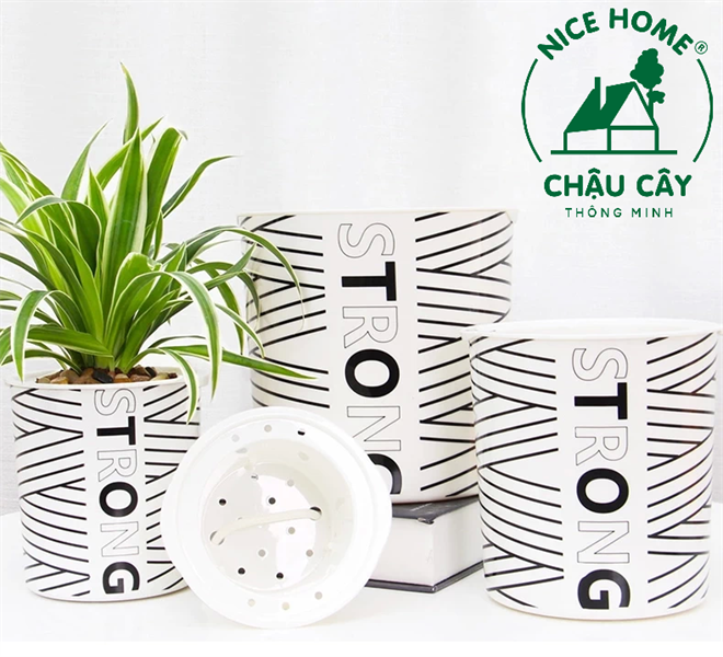 Chậu cây tự dưỡng thông minh- TA05 Stripe