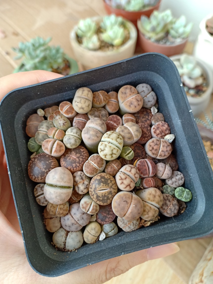 cây sen đá mông sen đá lithops thạch lan size nhỏ