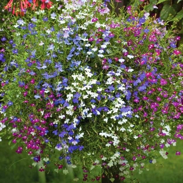 "Gói 100 Hạt " Hạt giống hoa cúc Lobelia ( cúc thúy điệp )