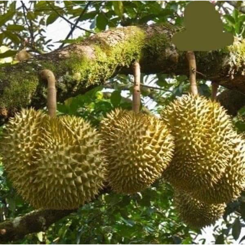 Cây giống sầu riêng monthon thái lan