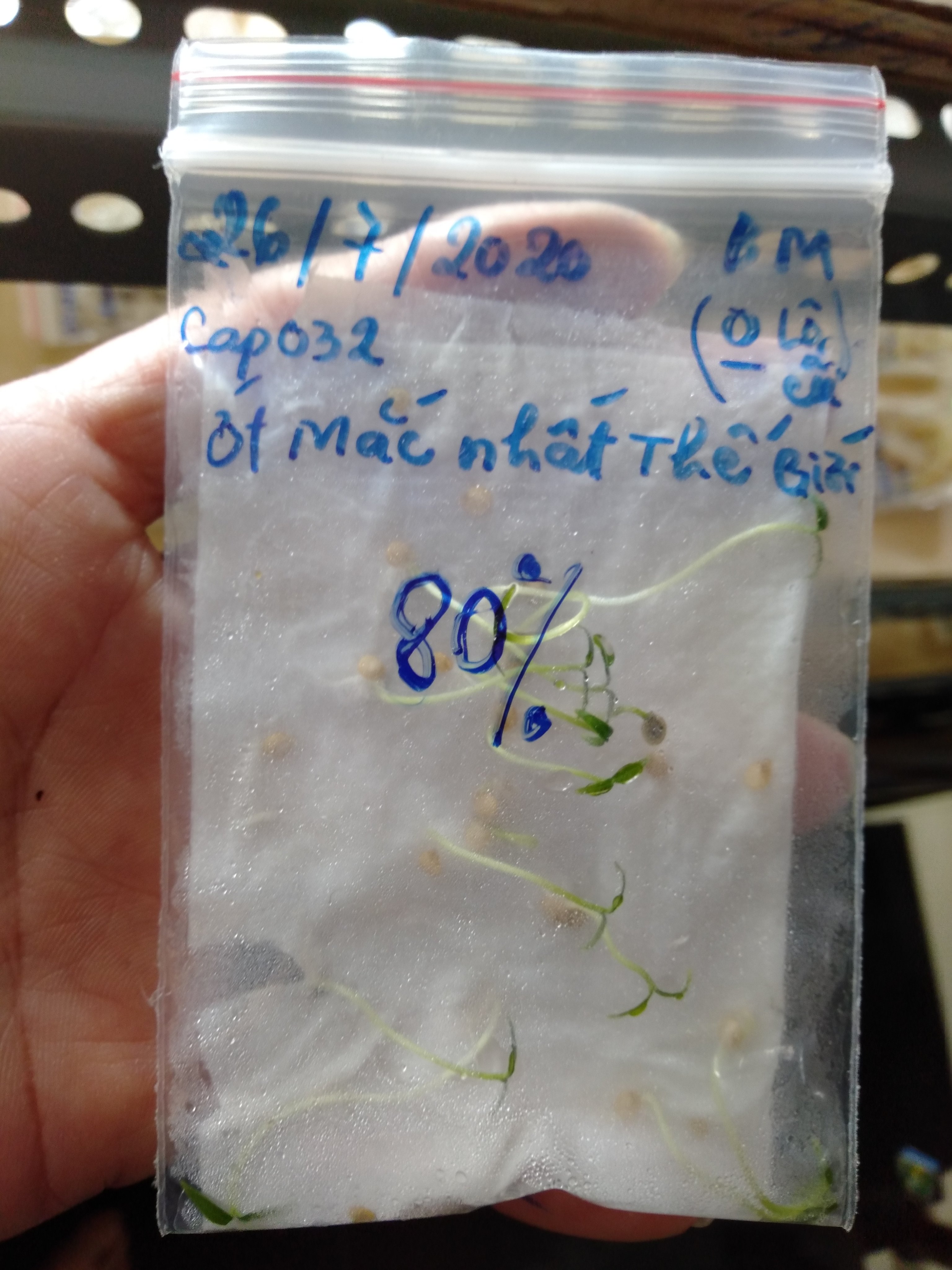 Chậu cây giống ớt Peru Aji Charapita