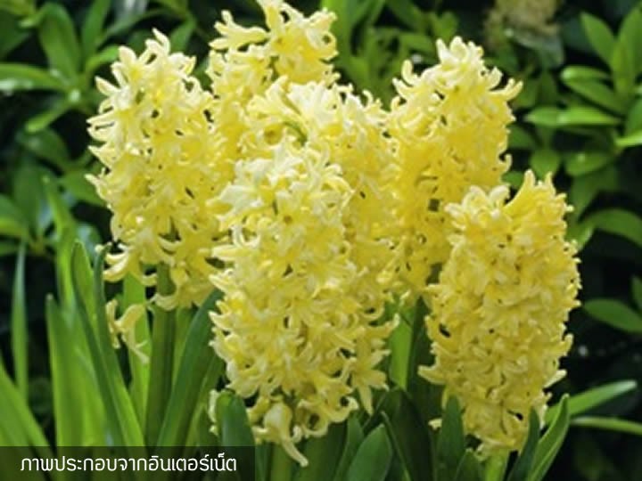 Củ giống hoa tiên ông vàng- 1 củ
