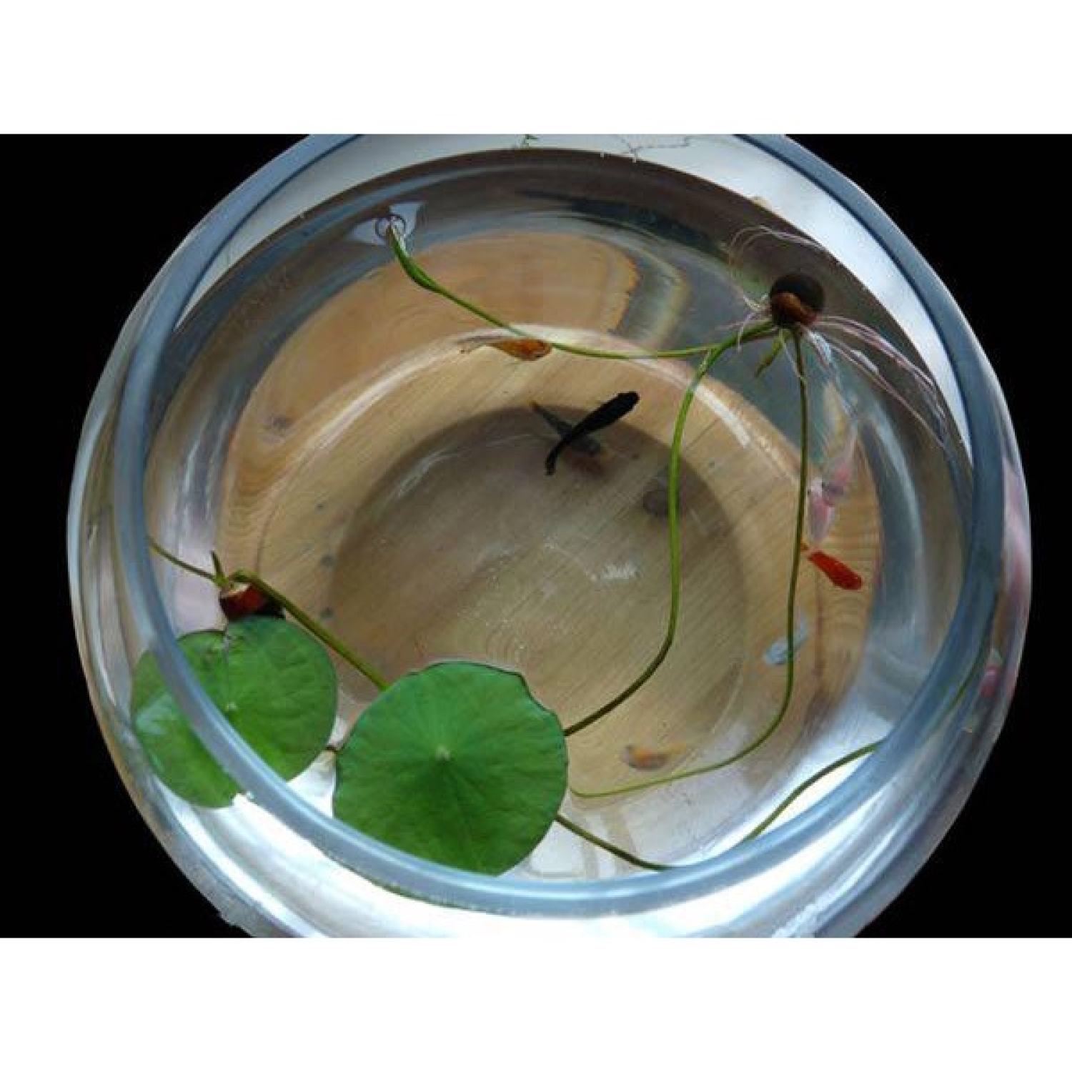 Hạt giống Sen Nhật Mini (Hàng Chọn Tốt) - Đã Cắt Đầu - (Tự Chọn Màu) - Bao nảy mầm (Quy cách 1 hạt)