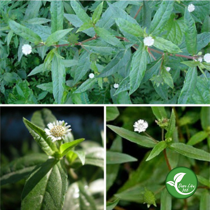 Cỏ Nhọ Nồi (cỏ mực) 1KG