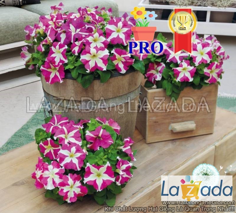 100.hạt hạt giống hoa dạ yến thảo đứng success! hd sọc hồng