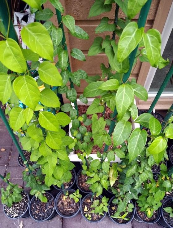 Hạt giống cây Lá giang