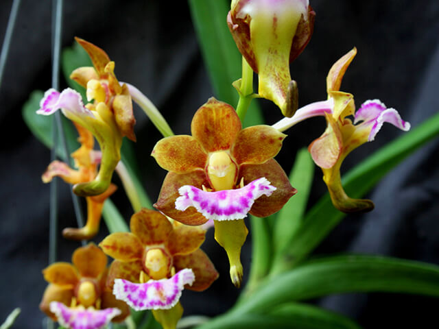 Hoa lan Giáng hương môi quạt(cây to 30cm/1 thân)