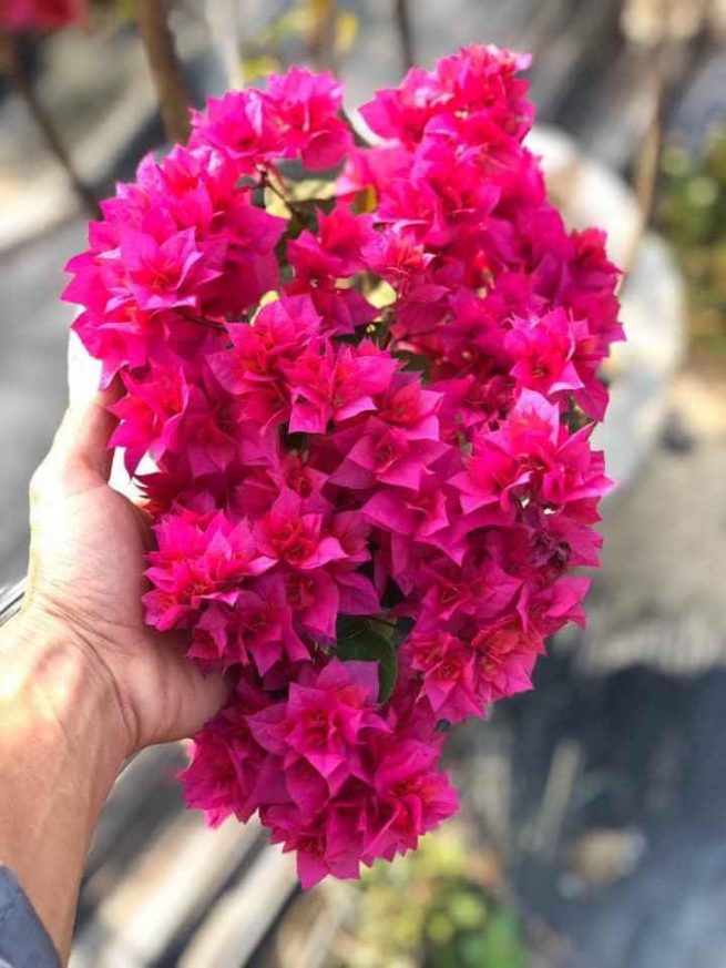 Cây giống hoa giấy bông chùm