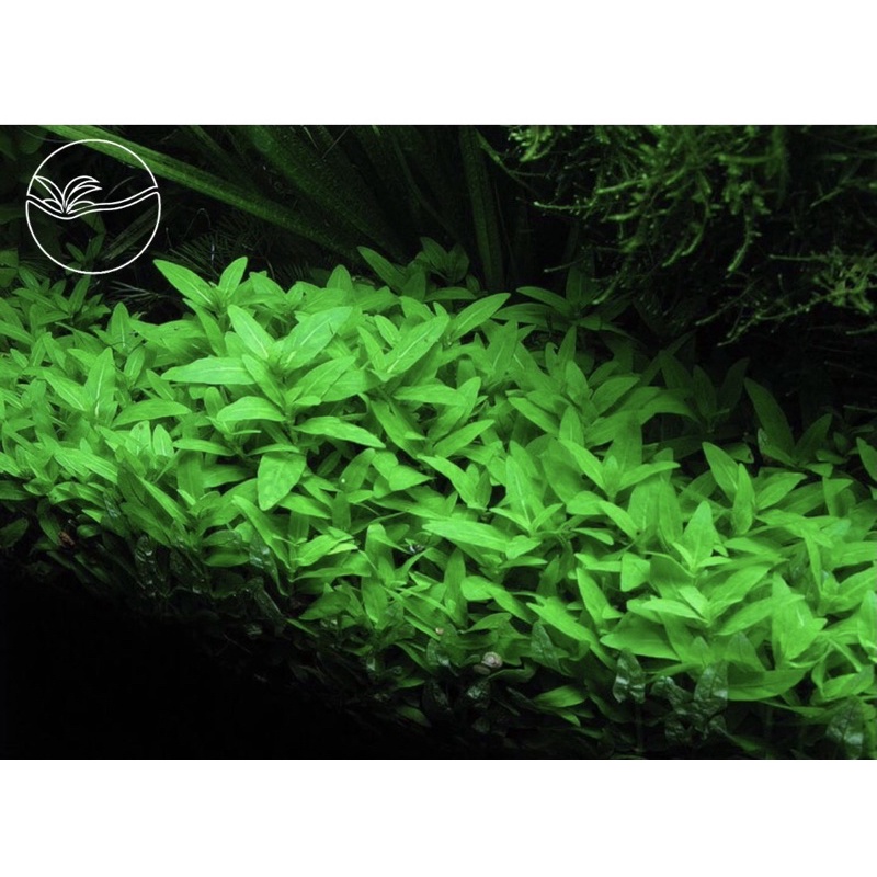Staurogyne Repens - Cây Rau Thơm(Lá Cạn) - Cây Thuỷ Sinh