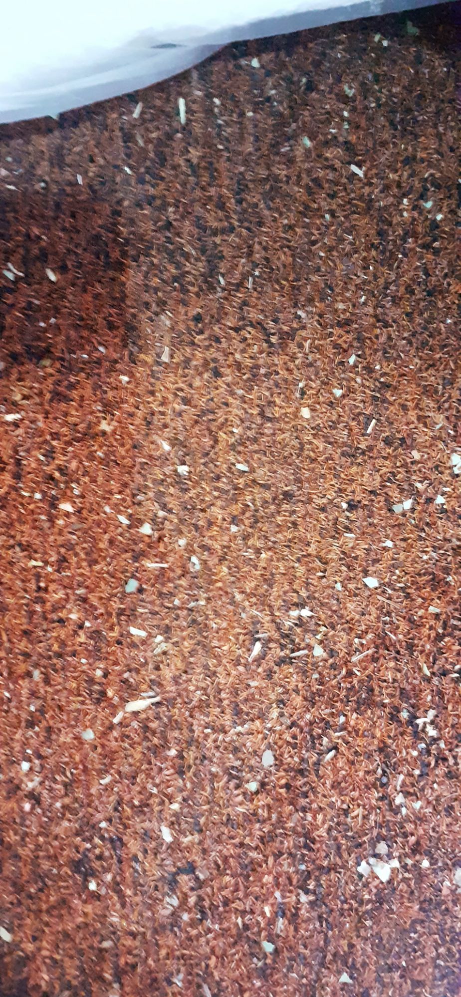 500 gram hạt bạch đàn đỏ giống