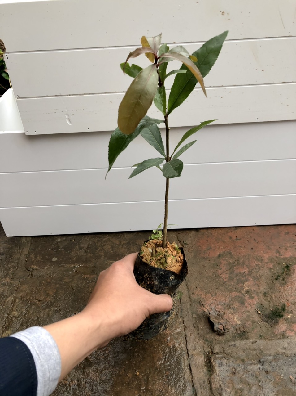 Cây lộc vừng giống cao 30cm
