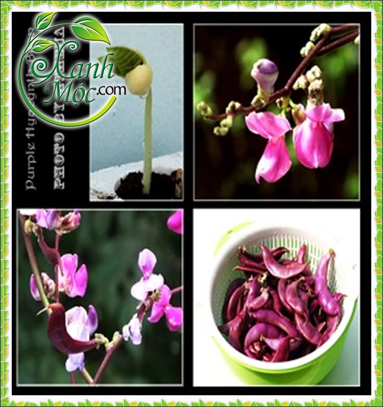 Hạt giống Đậu ván đỏ