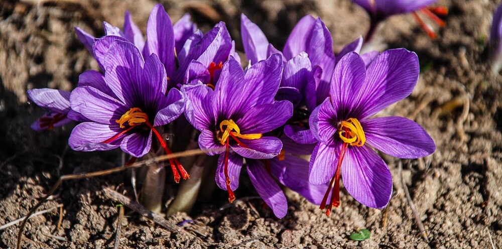 Combo 20 Củ hoa nghệ tây (Saffron) lấy nhụy