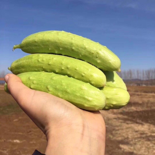 Hạt Giống Dưa Chuột Trắng