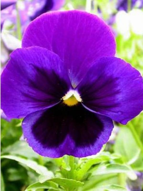 30 Hạt giống hoa Păng xê tím