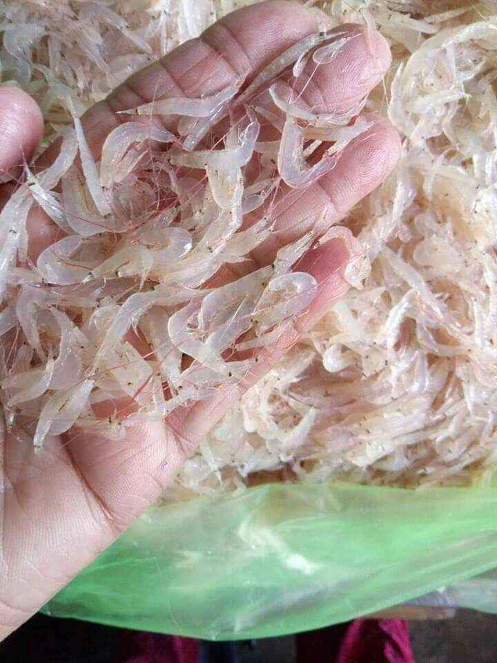 Mắm Ruốc tôm Cà Mau