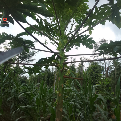 Lá Đu Đủ Đực Tươi - Rất Tốt Cho Sức Khỏe