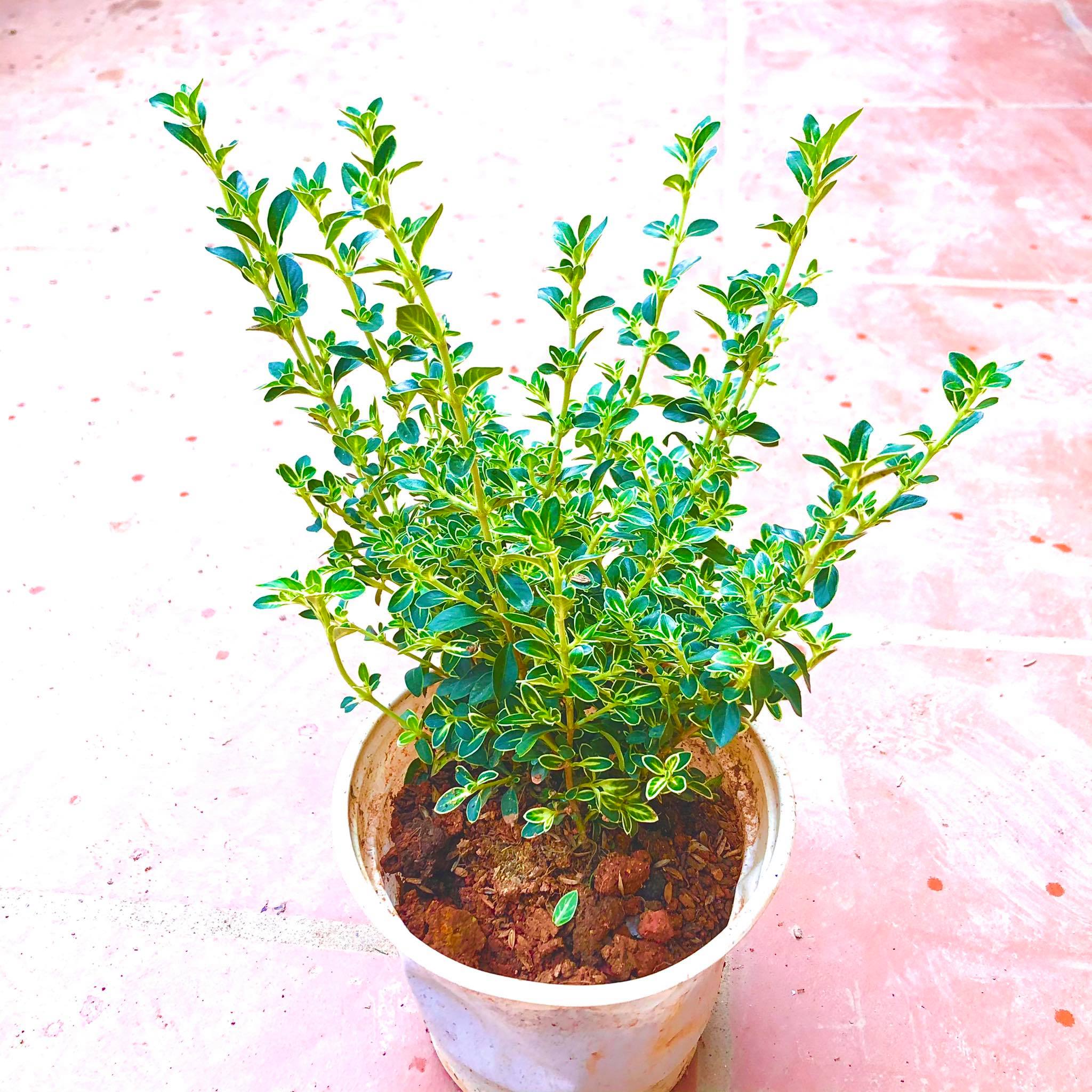 Cây bạch tuyết mai giống