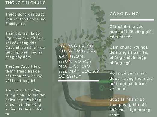 CÂY KHUYNH DIỆP | CÂY LÁ BẠC| CÂY THẢO MỘC