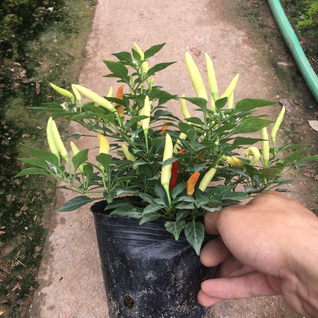 Cây Ớt Chỉ Thiên,Ớt cảnh Siêu Qủa,Siêu Cay (Cây Như Ảnh,Ăn Được)