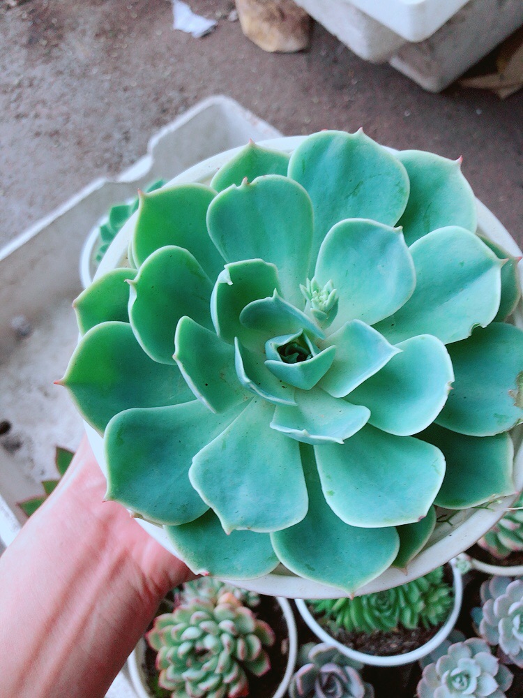 Sen đá xanh đất size lớn