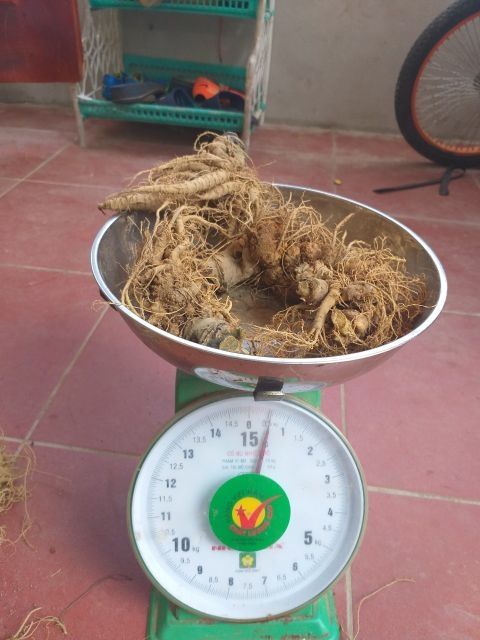 Củ Tam Thất Tươi 500gr