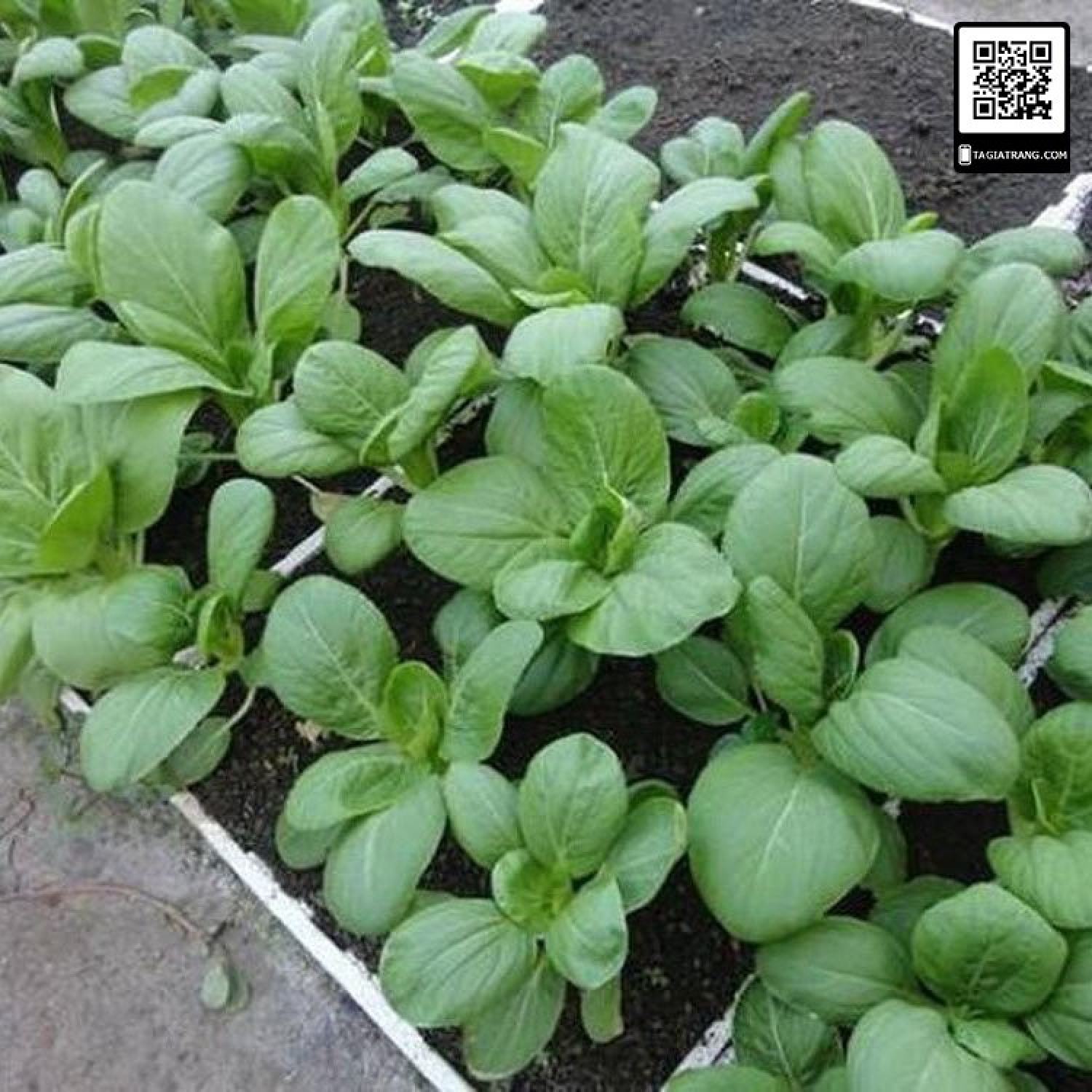 MA29A GÓI 100 Hạt giống cải thìa trắng (cải bẹ trắng Bok Choy)
