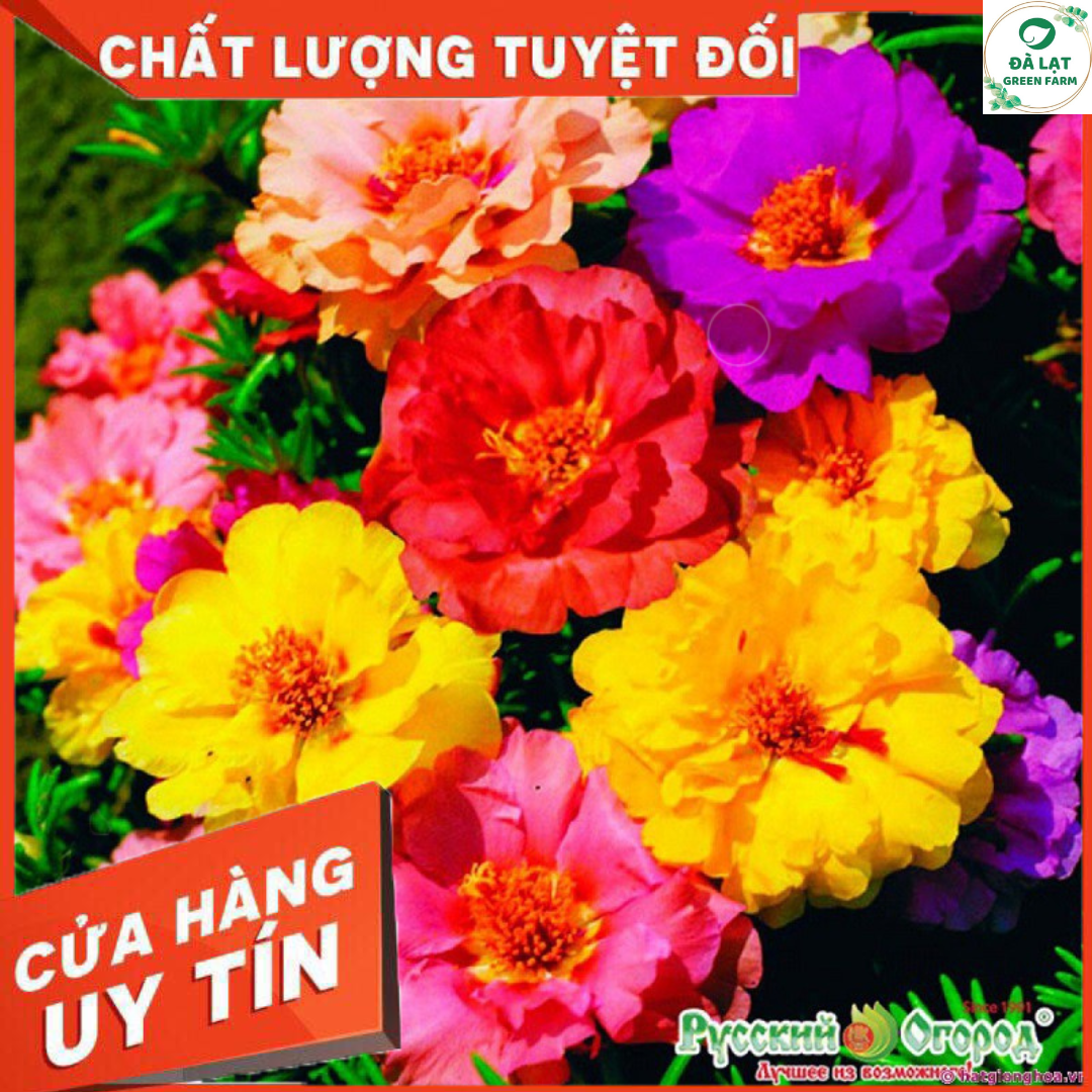 1K_Hạt Giống Hoa Mười Giờ Mỹ