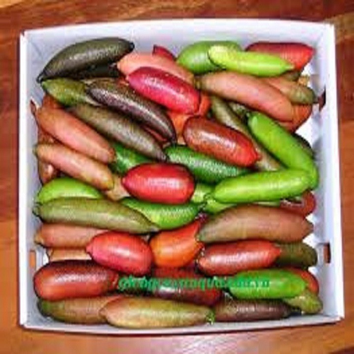 Cây giống chanh ngón tay SIÊU QUẢ