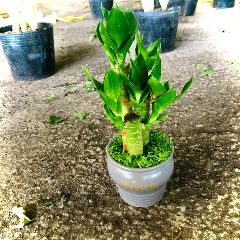 Cây phát lộc