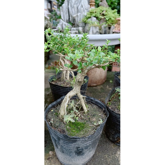 Sam Hương Bonsai