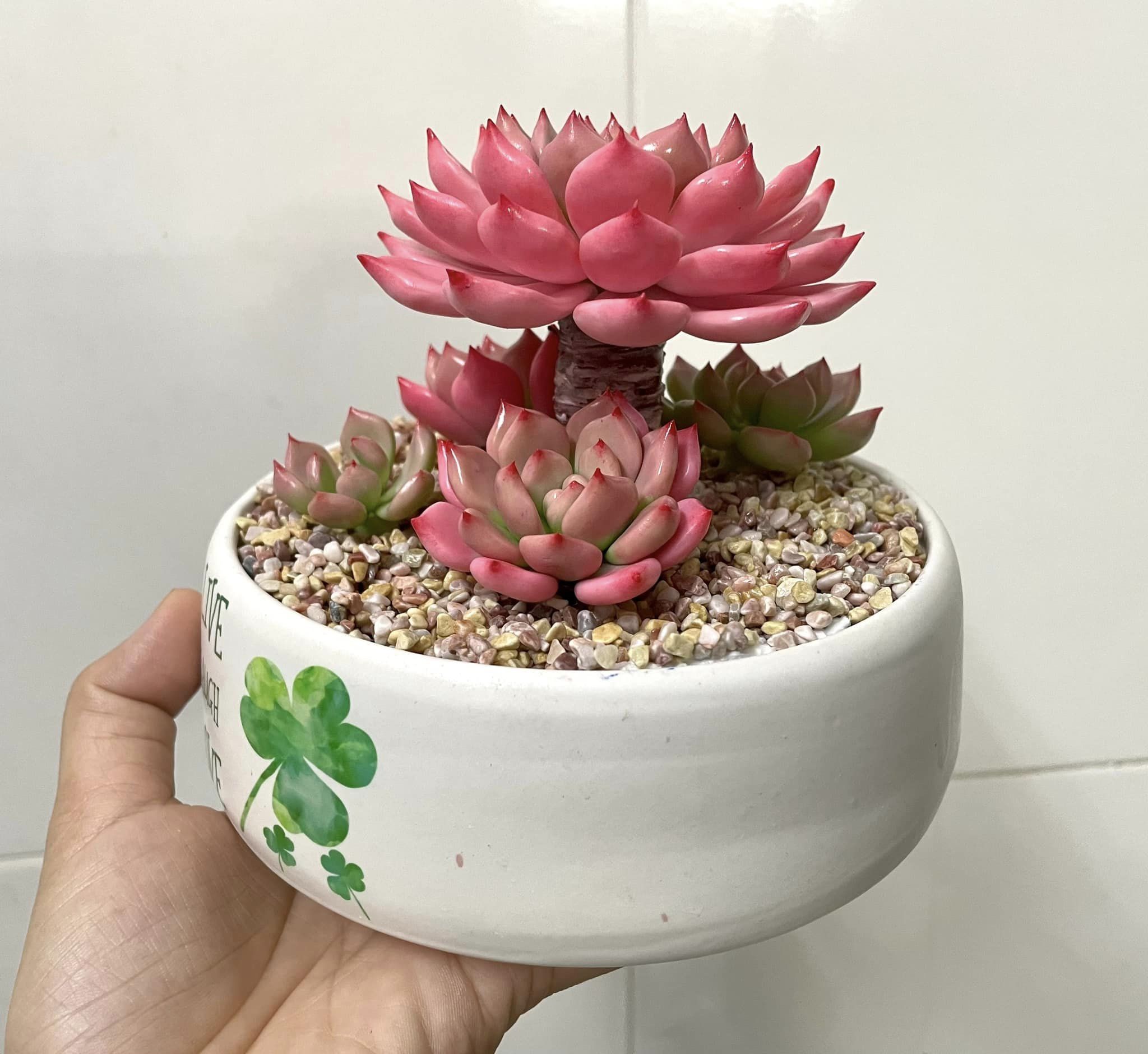 Chậu Sen đá hồng bằng đất sét
