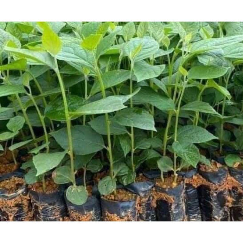 10 Cây hoa đại cát (hoa gấm nhiều màu)