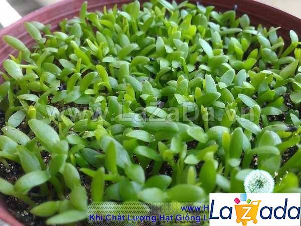 400h Hạt Giống Cỏ May Mắn (TLA0| B30-KD: B30*V45*M170)