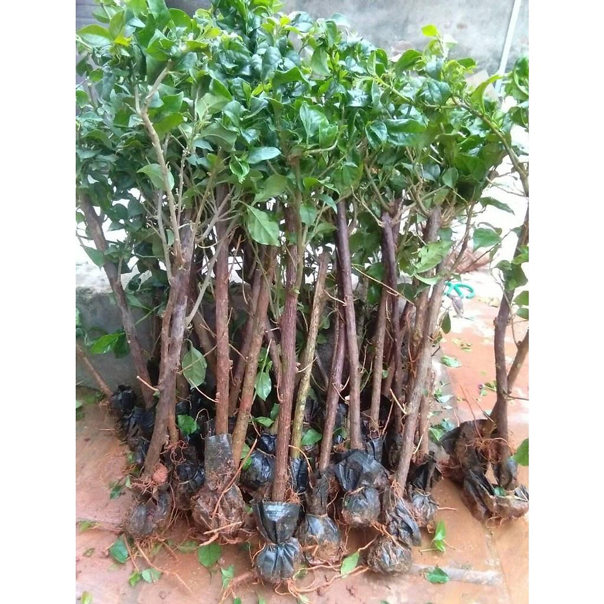 CÂY HOA GIẤY NGŨ SẮC CHUẨN ĐẸP