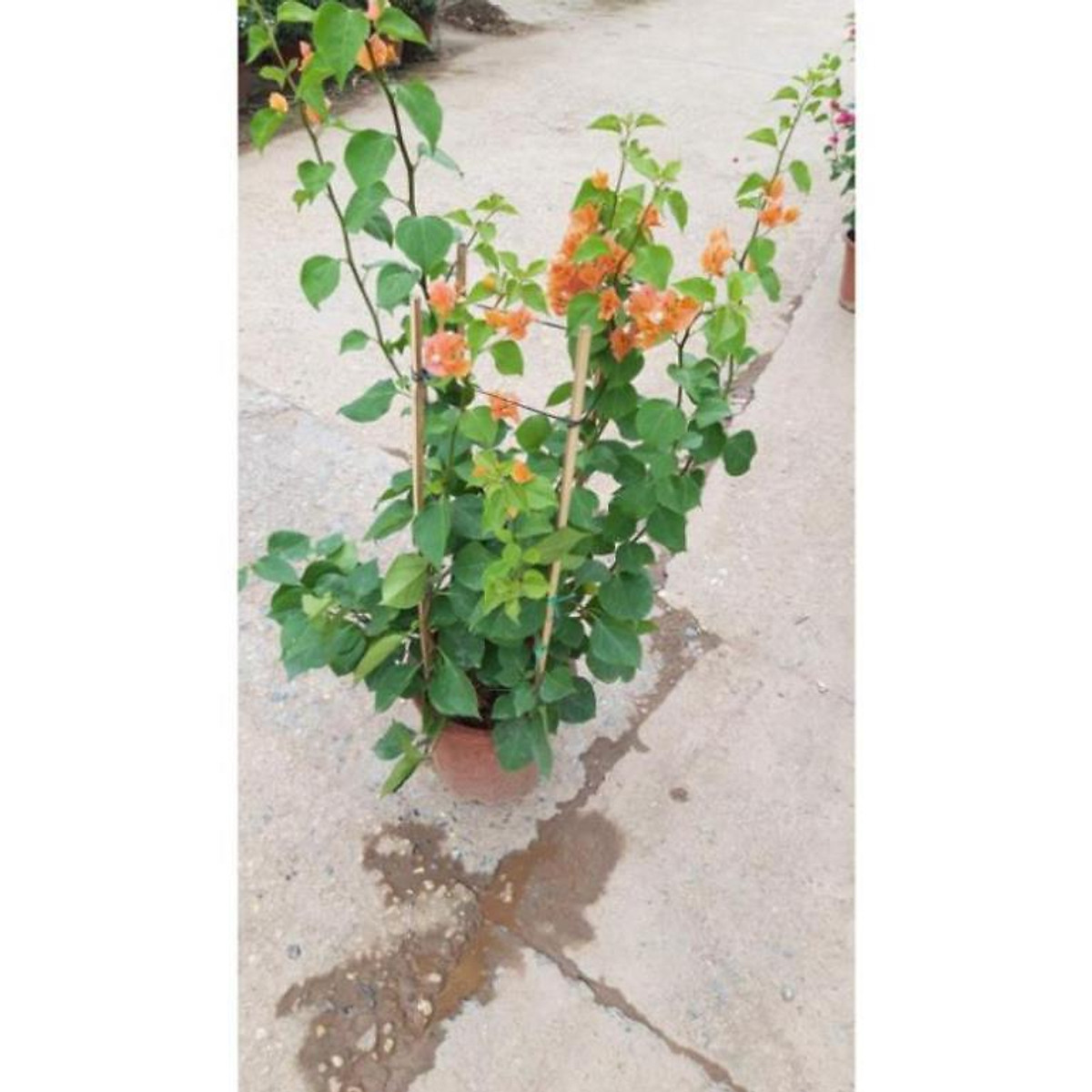 sản phẩm CÂY HOA GIẤY