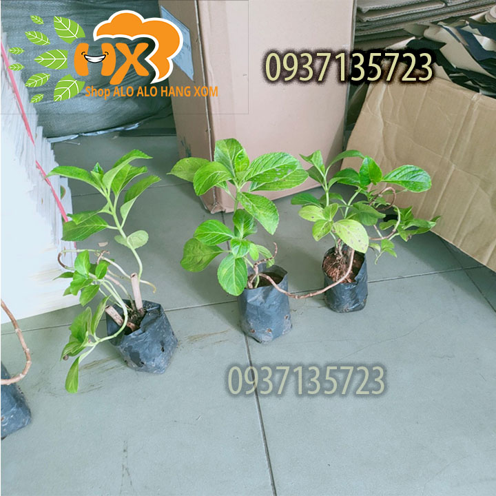 [HCM]combo 5 cây cẩm tú cầu cây giống