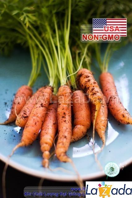 100h Hạt Giống Cà Rốt Baby Gourmet Pháp (A1.101| C29*W31*M601)