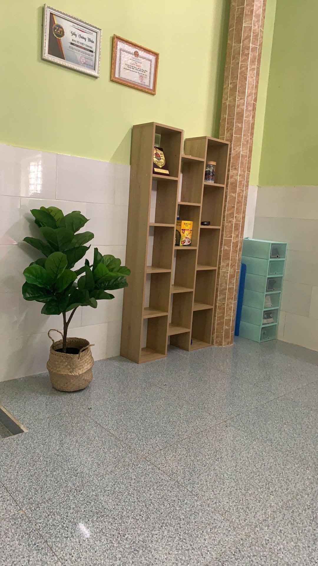 Combo cây bàng singapore kèm chậu giỏ