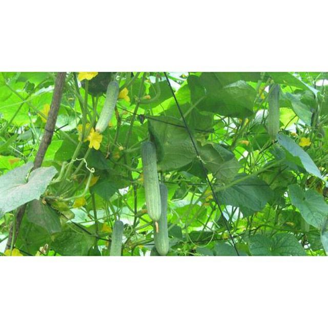 hạt giống dưa leo cao sản - gói 5gr