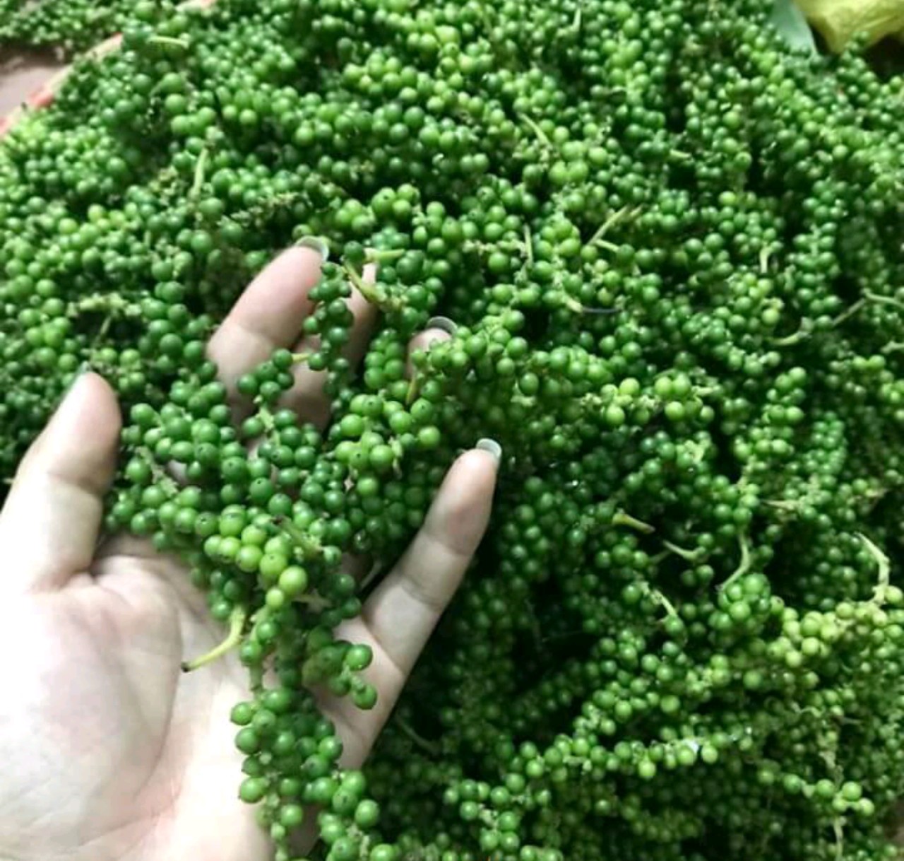 [ 1kg ] tiêu xanh, hồ tiêu, tiêu tươi