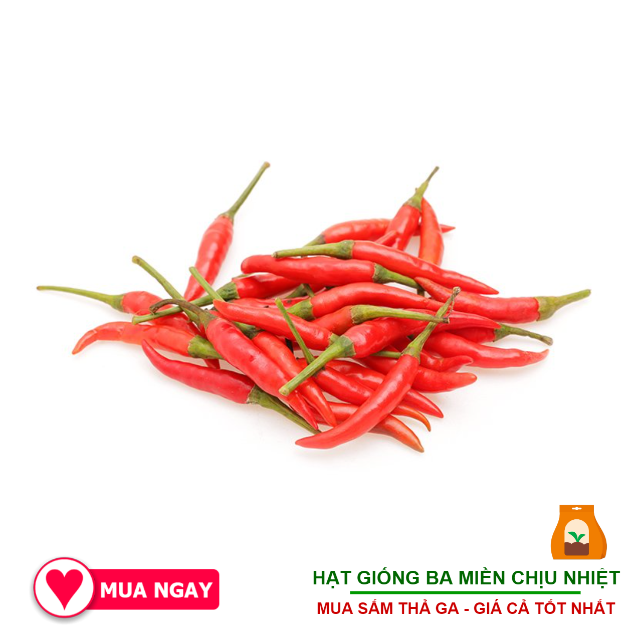 Hạt Giống Ớt Hiểm Lai Trái Chùm