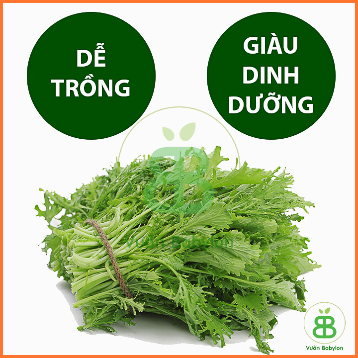 Hạt Giống Cải Ngọt Đuôi Phụng Cao Sản 20GR