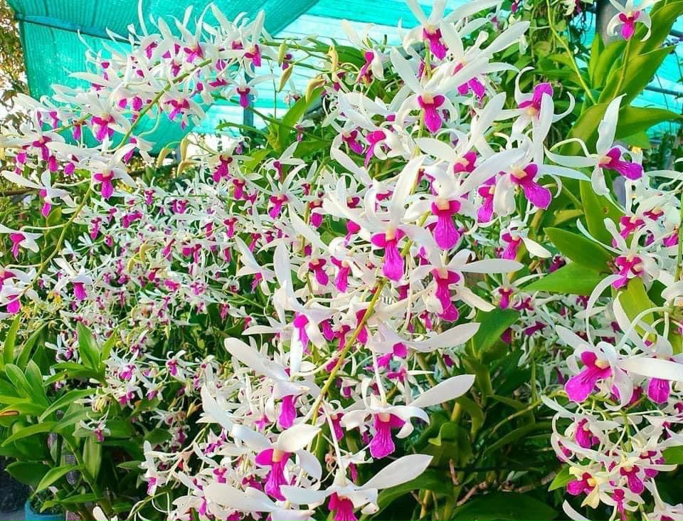 Hoa lan nắng bà liễu thơm (cây giống 7-12CM)
