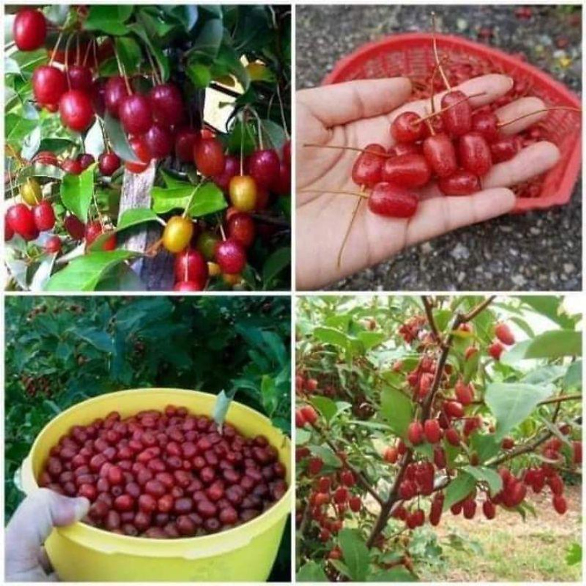 cây giống nhót siêu ngọt mỹ ,(trồng 1 năm có quả)