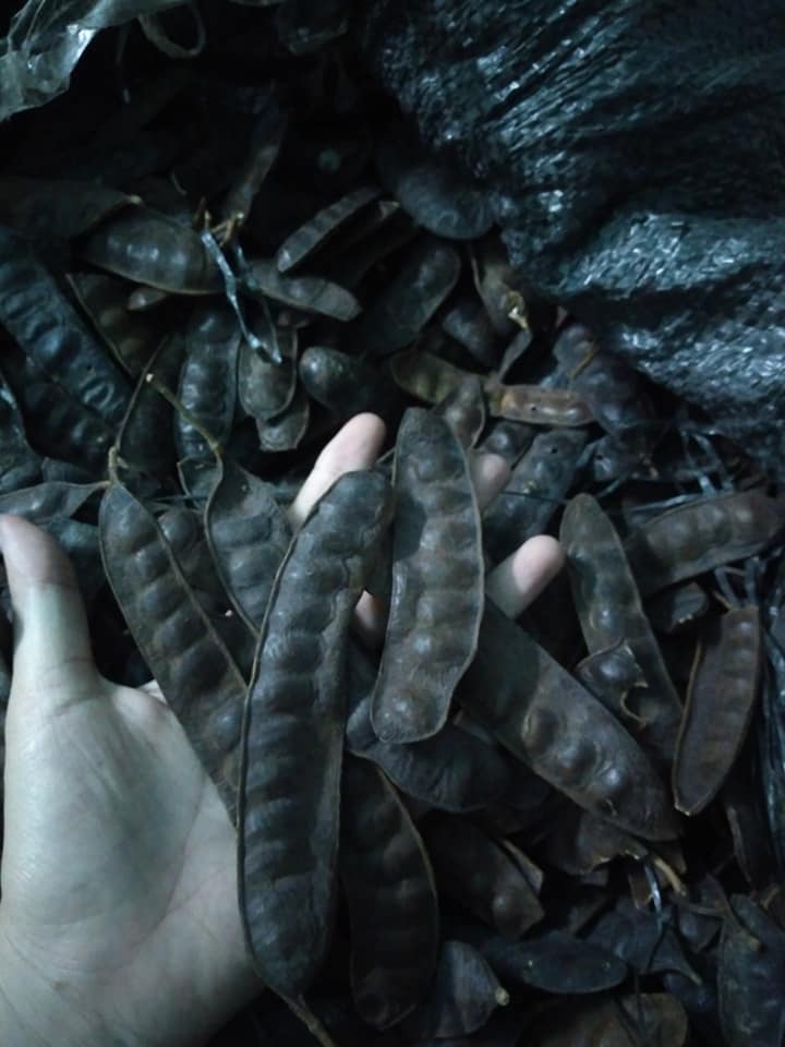 Bồ kết trái khô -500g