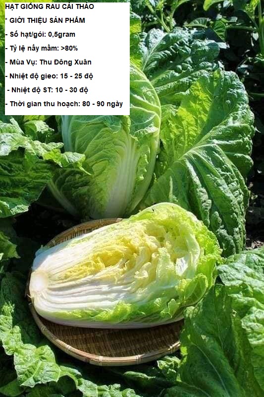 0.5gram ~ 100 hạt giống rau cải thảo stt0001