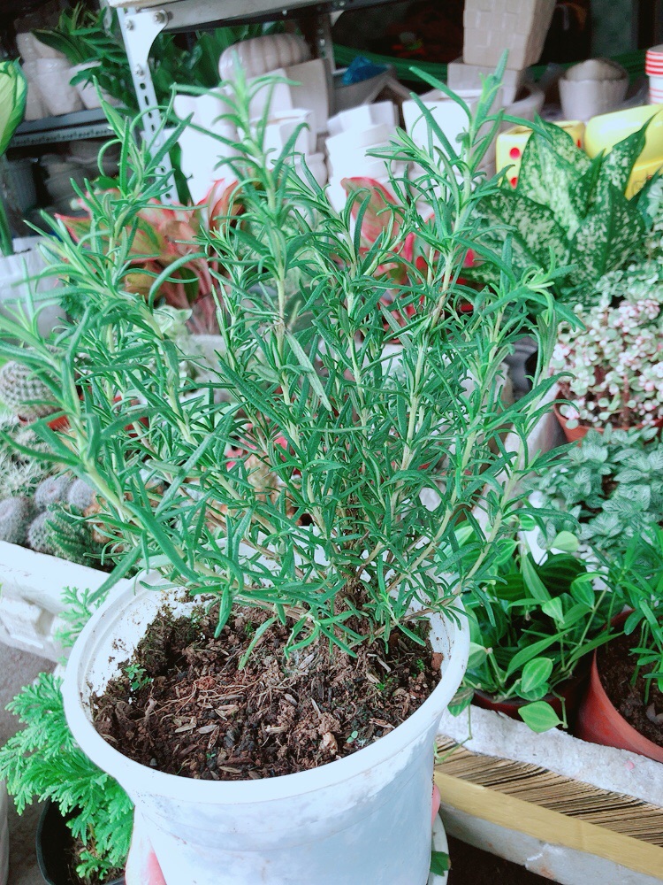 Chậu Hương Thảo
