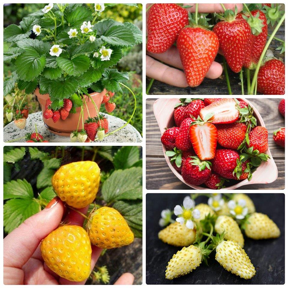 Combo 4 gói dâu tây đủ màu - tặng 1 gói phân bón