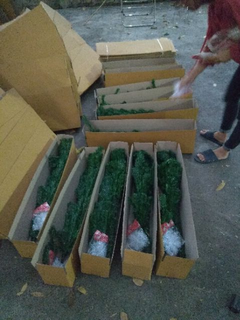 Combo cây thông noel 1m50 ( 145 phụ kiện)